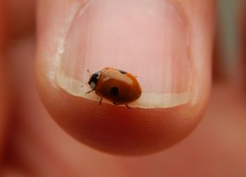 Close-up of ladybug on leaf