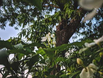 Low angle view of bird on tree