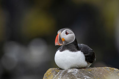 Close-up of bird perching on rock