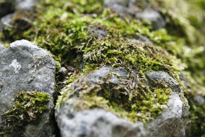 Close-up of moss on rock