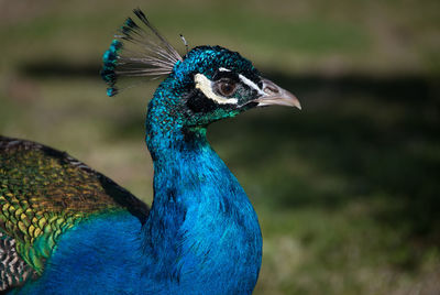 Close-up of peacock on field