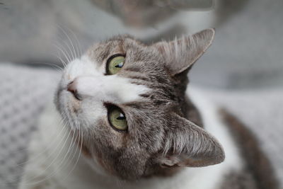 Close-up portrait of a cat