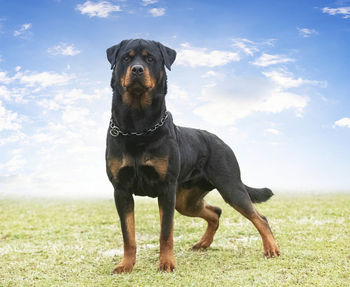 Dog running on field