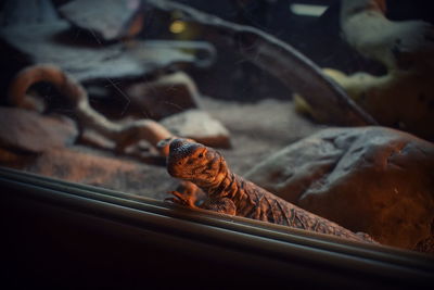 Close-up of lizard on window