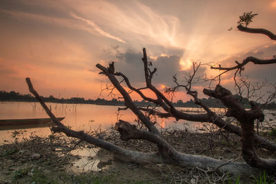 Bare tree on beach against sky during sunset