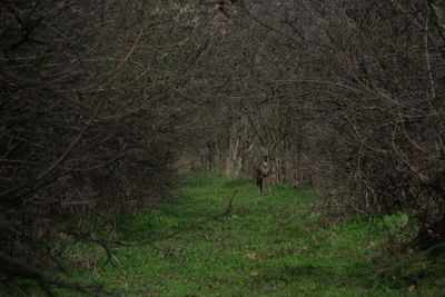 Bare trees in forest