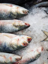 High angle view of fish for sale in market