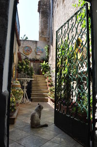 Cat sitting in a building