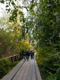 Trees in park