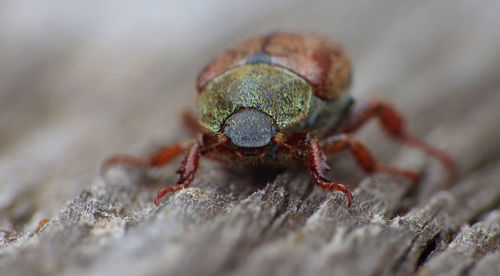 Close-up of spider on wood