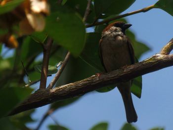 Low angle view of bird perching on branch