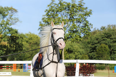 Horse on field against tree