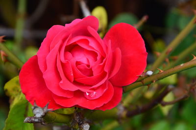 Close-up of red rose blooming outdoors