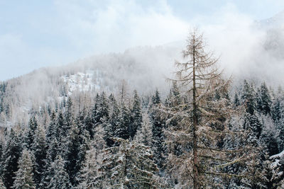 Pine trees in forest during winter