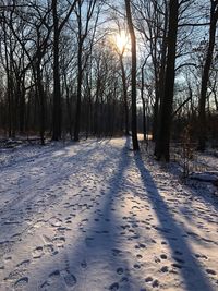 Bare trees on snow covered landscape