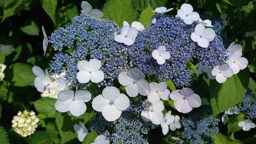 Close-up of hydrangea blooming outdoors