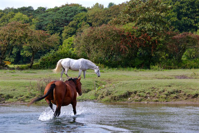 Horse standing in a farm