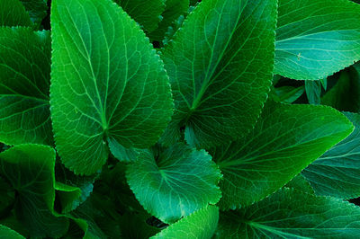 Close-up of leaves