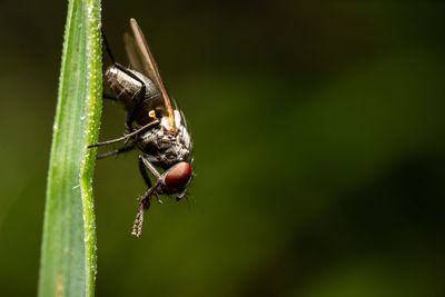 Close-up of insect on leaf