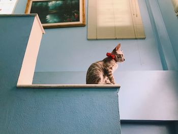 Cat looking away while sitting against wall at home