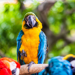 Close-up of parrot perching on wood