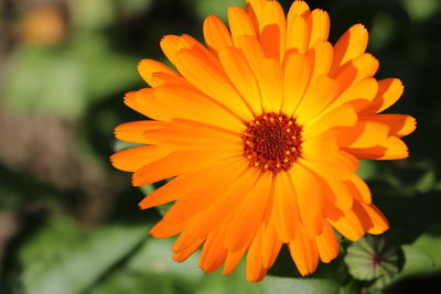 Close-up of orange flower