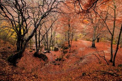Bare trees in forest during autumn