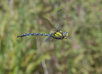 Close-up of dragonfly on leaf