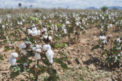 Close-up of white flowering plants on field