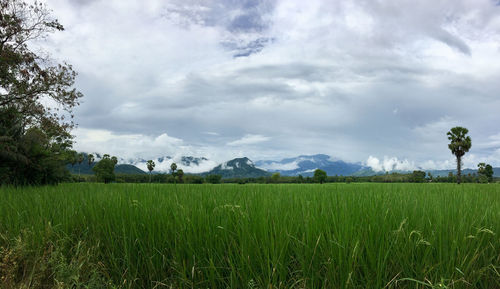 Scenic view of agricultural field against sky