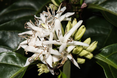 Close-up of flowers blooming outdoors