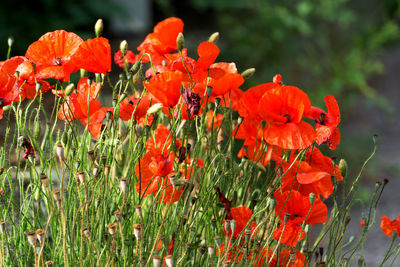 Close-up of red poppy flowers in field