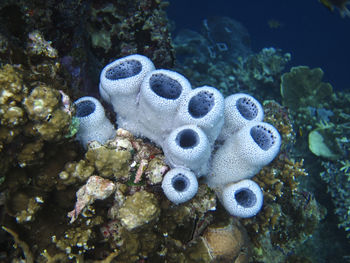 Close-up of fish swimming in sea