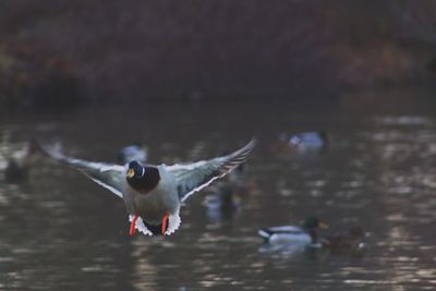 Close-up of bird flying over water