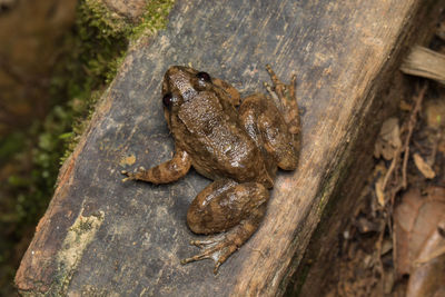 High angle view of frog on wood