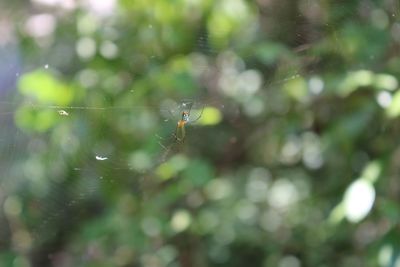 Close-up of spider on web