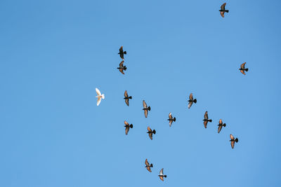 Low angle view of birds flying against clear blue sky