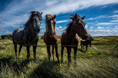 Horses behind fence in sunshine