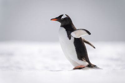 Gentoo penguin