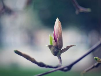 Close-up of plant