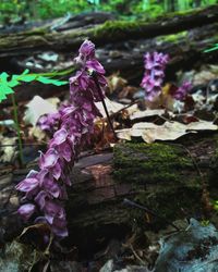 Close-up of purple flowers