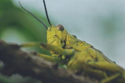 Macro shot of insect on leaf