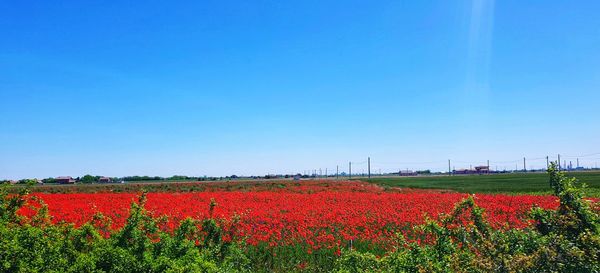 Scenic view of flowering field against clear blue sky