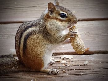Close-up of squirrel eating wood
