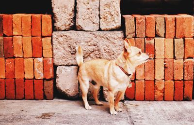 Dog standing against brick wall