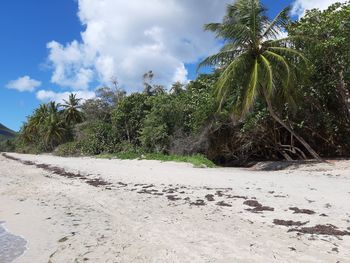 Plants and trees growing on land against sky