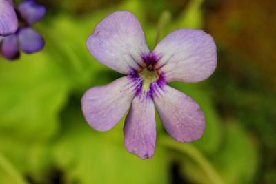 Close-up of purple flowering plant