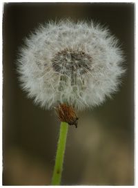 Close-up of dandelion