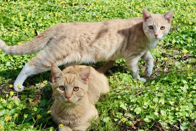 Portrait of ginger cat on field