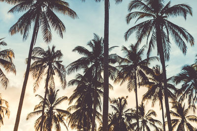 Low angle view of palm trees against sky